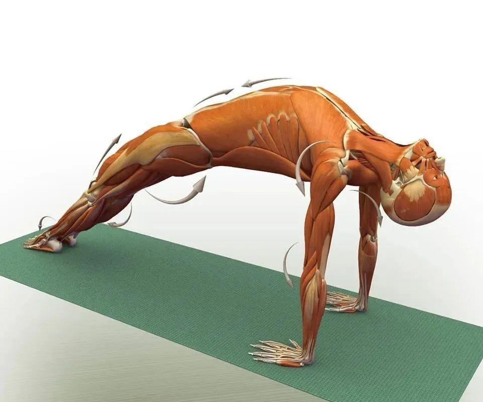 运动|练瑜伽，这些解剖常识你要知道（附28个常见体式解剖图）