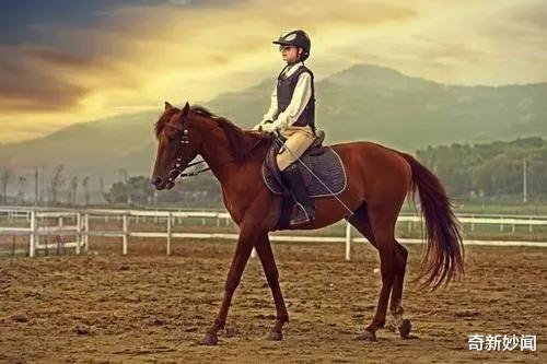 奇新妙闻|大家看过奥运会,你熟悉马术比赛规则吗?