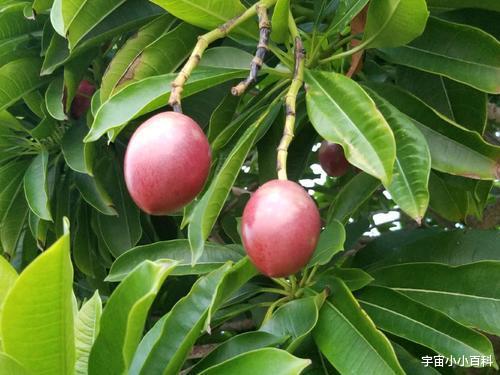 生物碱 “近在咫尺”的5种剧毒植物，你知道几种呢？