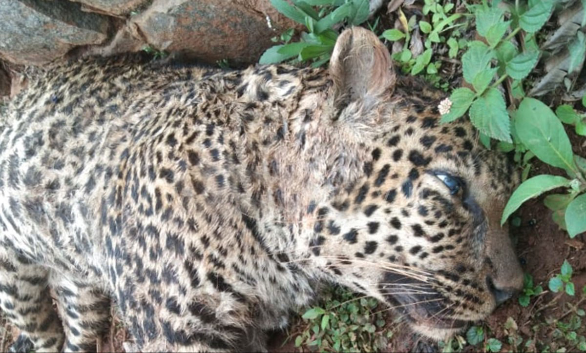 花豹 小公豹单杀重十倍的母野牛，又被牛群报复顶死？现场细节揭露真相