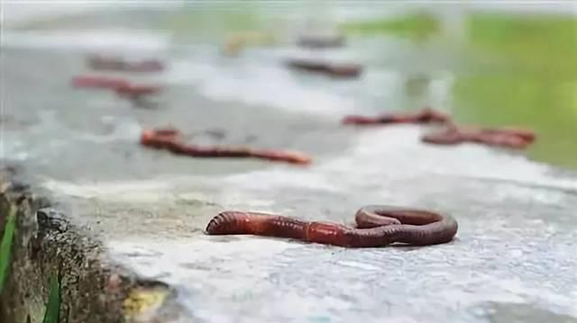 科学家 雨天蚯蚓为何要爬到地面上？天晴后，为何有些蚯蚓被“晒成干”？