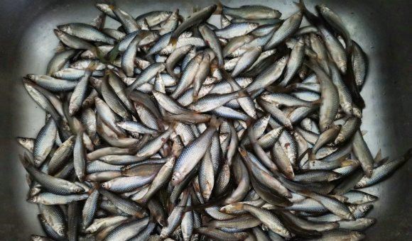 麦穗|江西上饶，一处河道里麦穗鱼“大爆发”，钓鱼人：头疼