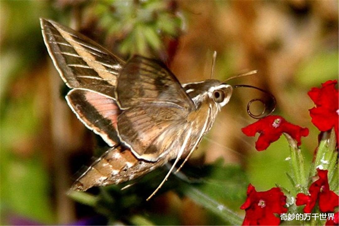 像鸟又像蝶，每秒扇动翅膀85次，野外看到它别忘了拍照留念
