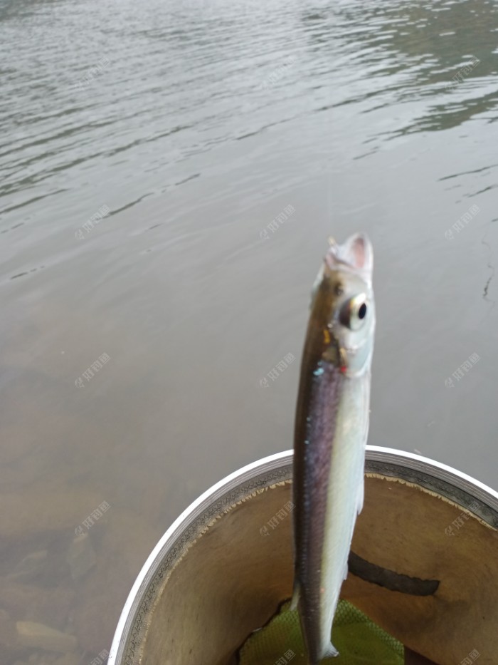 新安江|续钓新安江，找对鱼层增鱼获