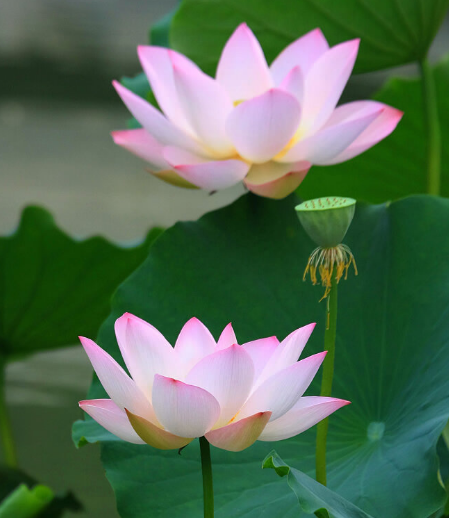 星临天下|9月中旬，吉星进门，4属相苦尽甘来，喜事不断，生活甜美