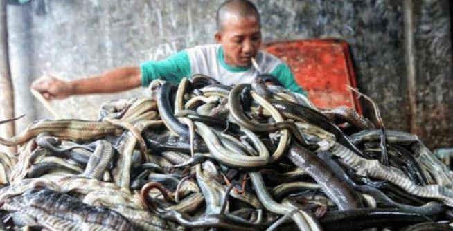 毒蛇 古人说蛇进家千万不能打，有人偏不信，专家却说科学能解释通