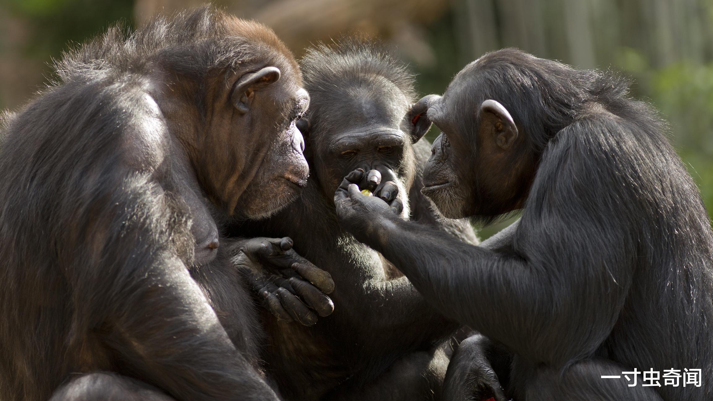 黑猩猩 人兽矛盾不可调和？乌干达黑猩猩抢幼儿致死，其实黑猩猩嗜肉成瘾
