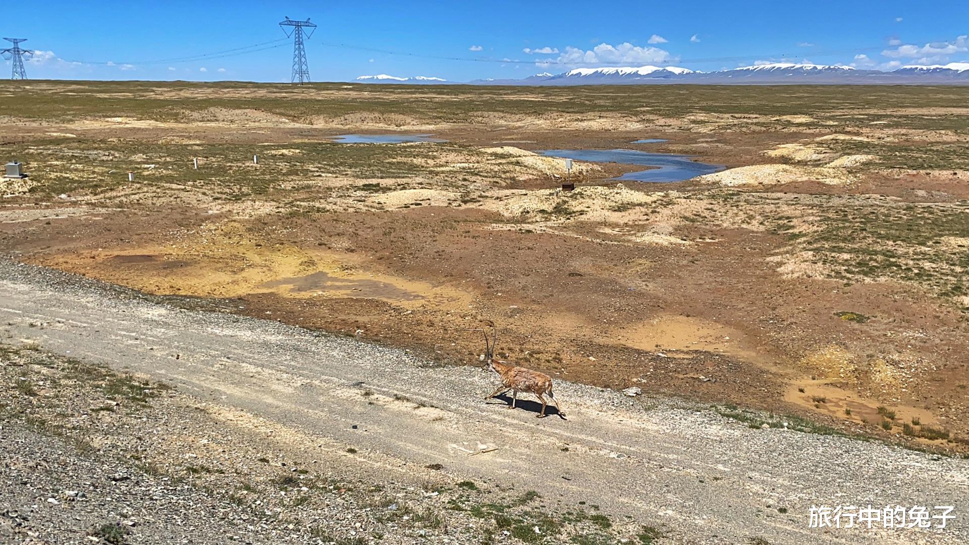高原反应 “生命禁区”可可西里，看似人畜无害的小动物，都可能威胁生命