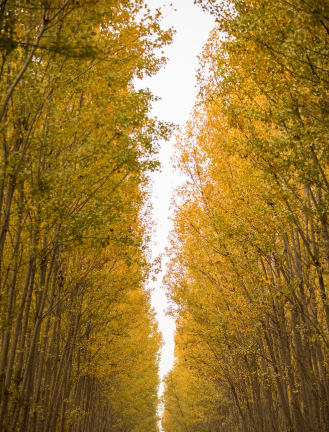 苏州 巩义的这两个“网红景点”，适合拍照而且完全免费，你去过吗？