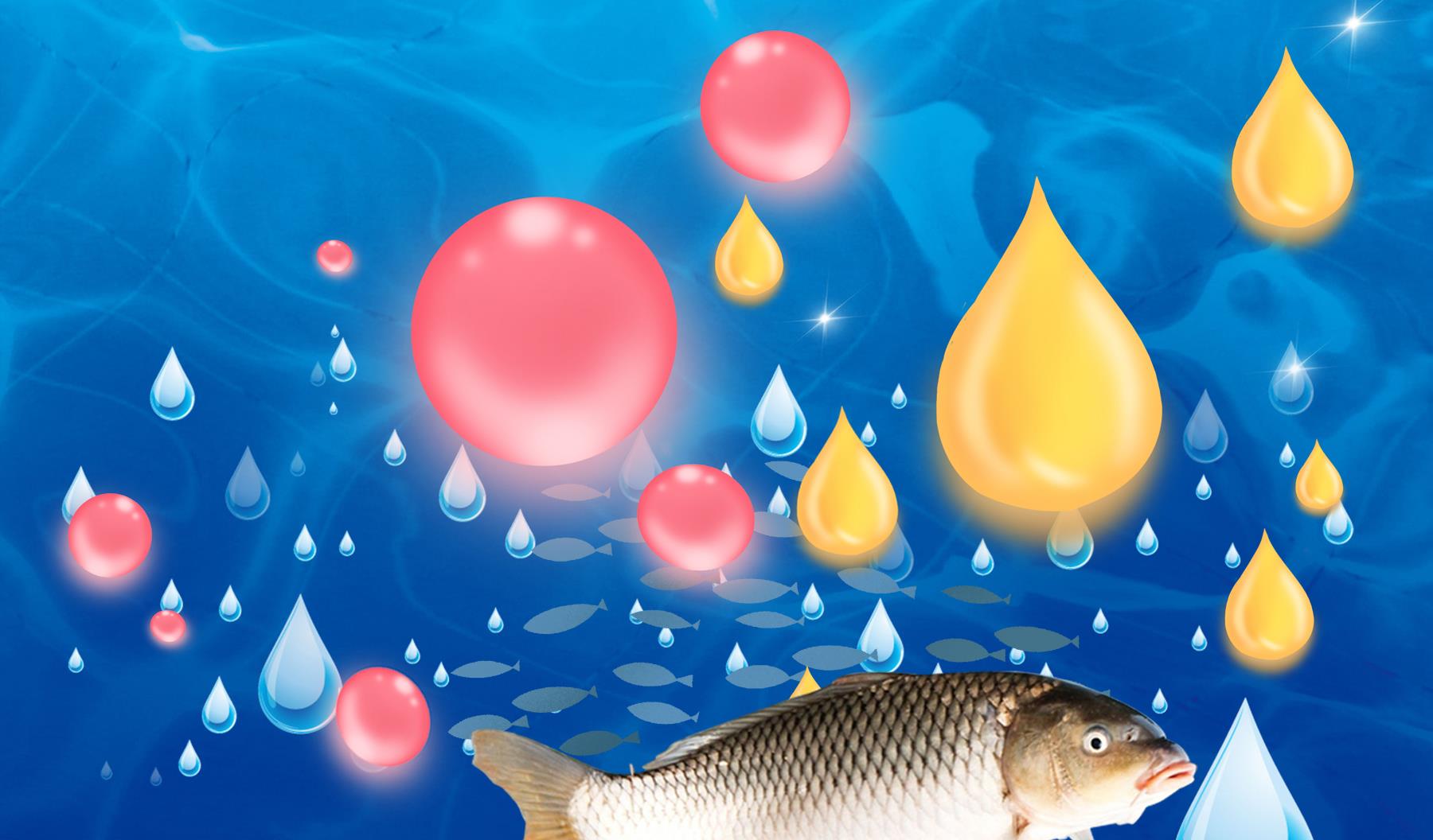 大板|钓鲤鱼用哪种味型的效果好？钓鱼小药可以自制吗？味型小药的详解