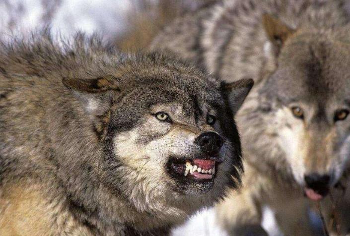  堪称“杀狼机器”的猞猁，狼见到都要绕道走？它的战斗力有多强？