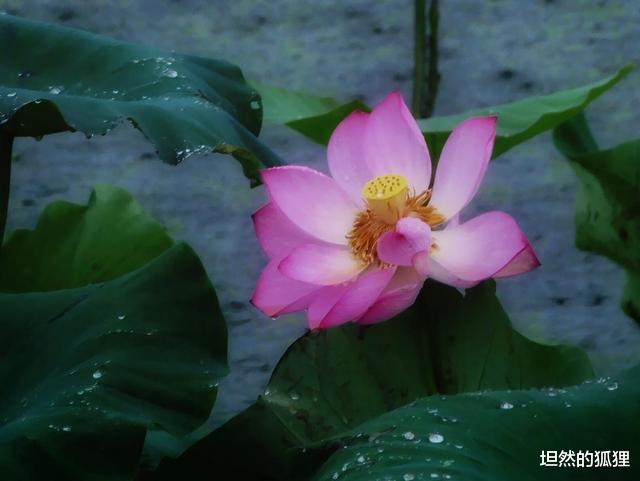 坦然的狐狸|佛说，人这一生，皆为注定