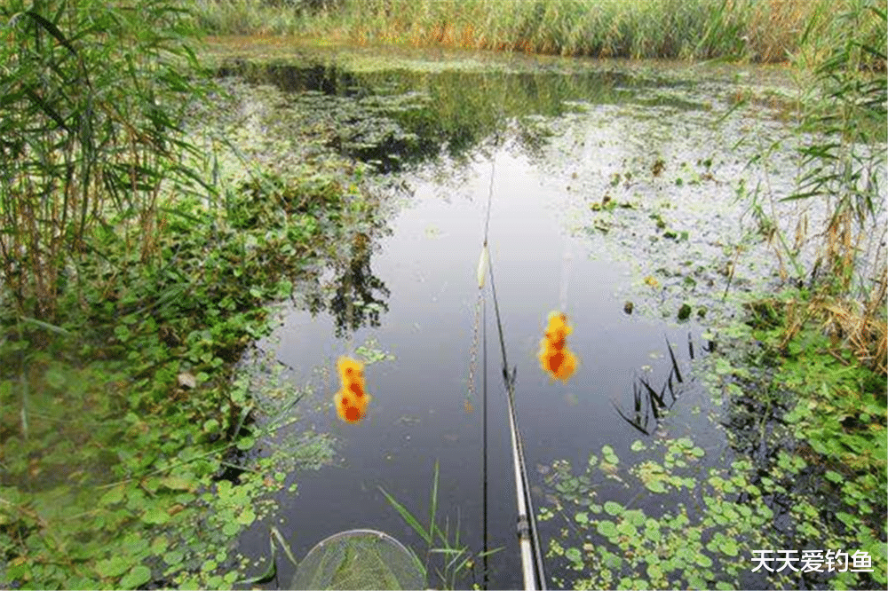 |限钓10年，只允许一竿一线一钩的钓法，传统钓的春天要来了吗？