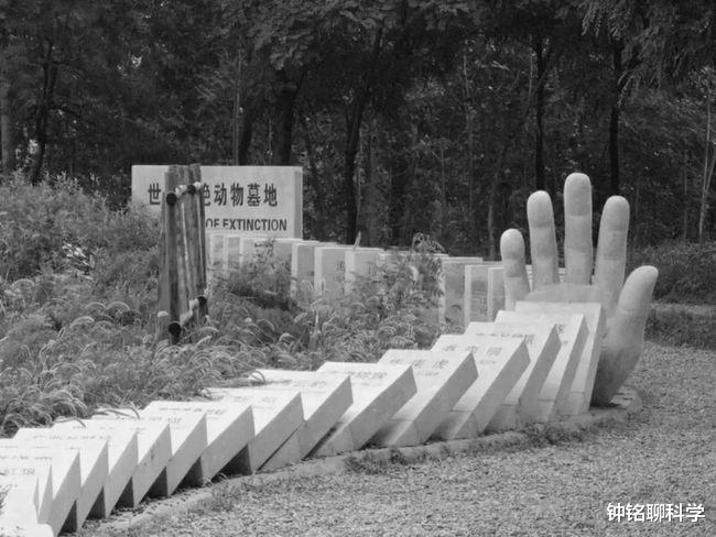 科学家 长颈鹿或将消失！超3.8万物种面临灭绝，第6次生物大灭绝正在发生