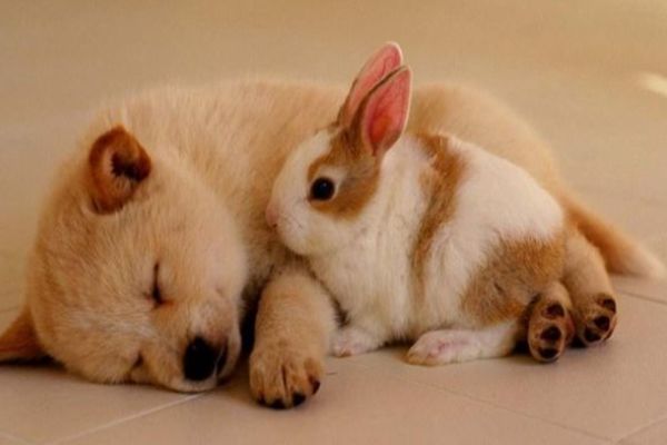 文文趣说|生肖属狗人,在7月上旬财气亨通,好运不断