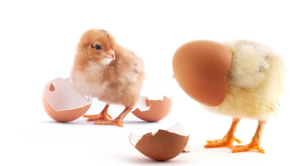 育学笔谈 女校长发表“熟鸡蛋孵小鸡”论文,网友发问:煮熟的鸭子能飞吗?