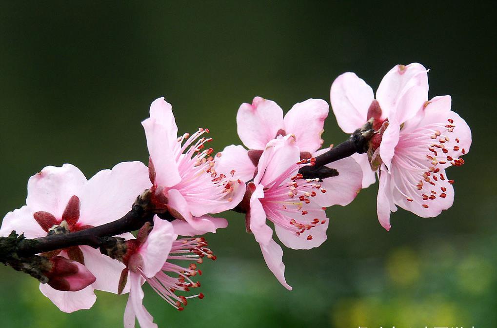 生肖|2021年12月底开始，福运连绵，桃花翩翩，财富如雨下的3大生肖