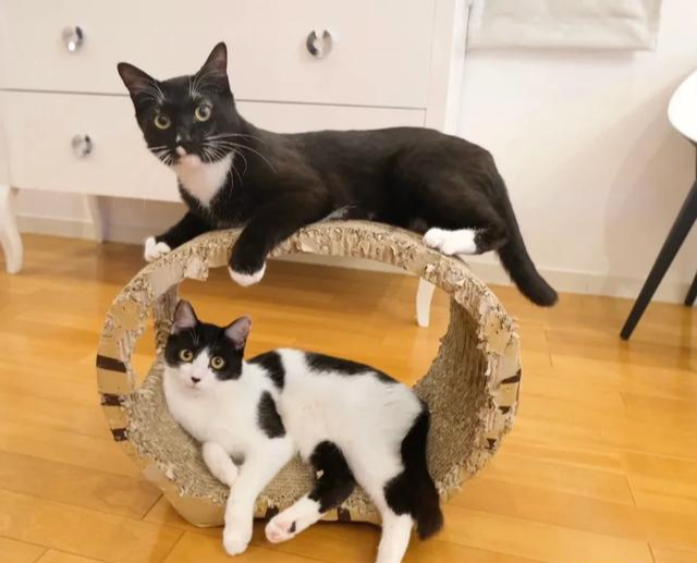 威微说|母猫生小猫了,母猫把小猫吃了是因为什么?