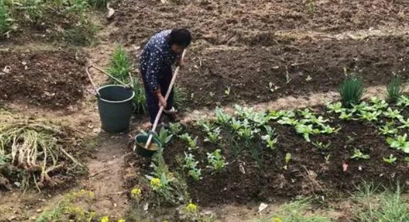 农作物|使用粪便浇菜不卫生还有细菌，专家提议禁止，你如何看？