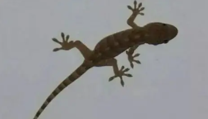 壁虎 村里常见的壁虎，为何被古人称为“五毒”之一，它有啥可怕之处？