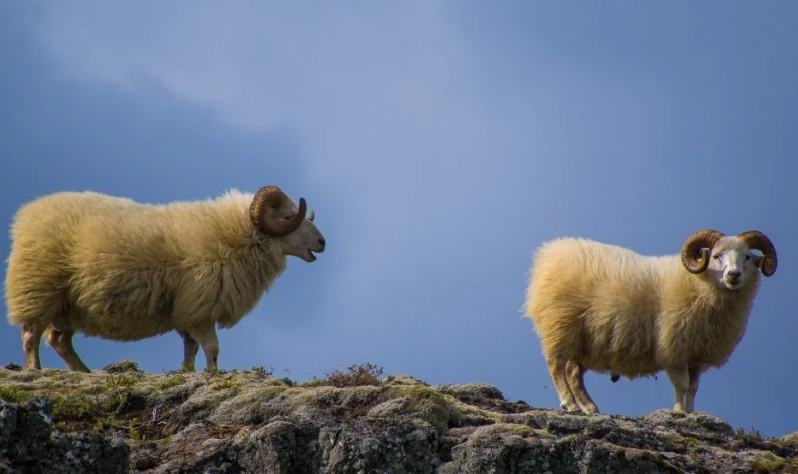 |贵人清扫事业障碍，下半年属羊人职场开挂，事业节节高升