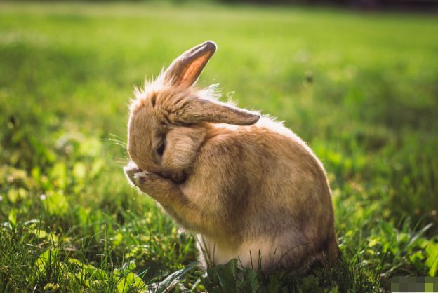 属兔|属兔人：记得留个心眼，六月特别重要，是你今生最大“转运日”