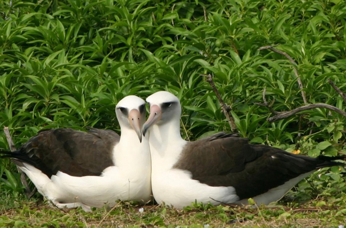 微生物 无独有偶,动物界的世界里同性恋们真稀奇
