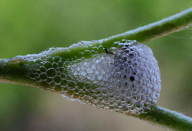 科学家 路边植物上的泡沫是什么？我一直以为是毒蛇的唾液