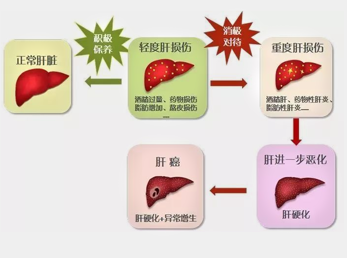 肝脏|解毒的“高手”被发现，不是蒲公英，每天敞开吃，肝脏一天天变强