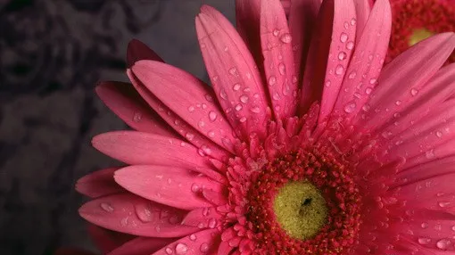 生肖|即将时来运转，得财得势的生肖