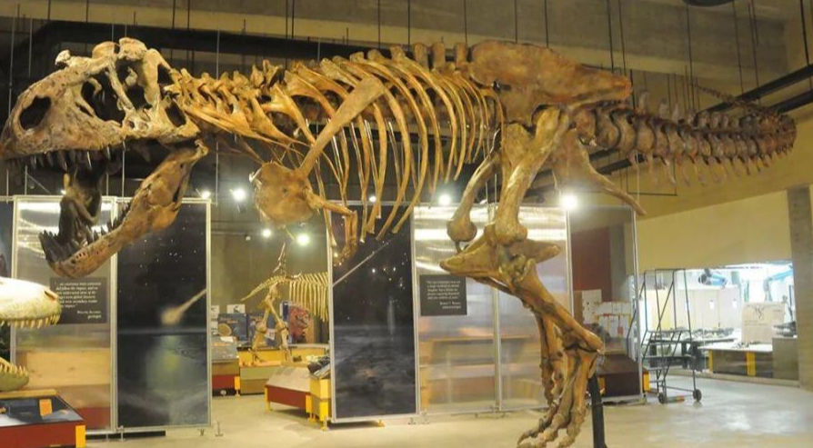 恐龙之王：霸王龙，长14.7M，重14.85吨