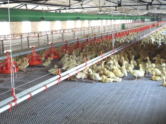 小然说奇闻|在养殖之前，需要想清楚这些问题，这需要付出很多的努力