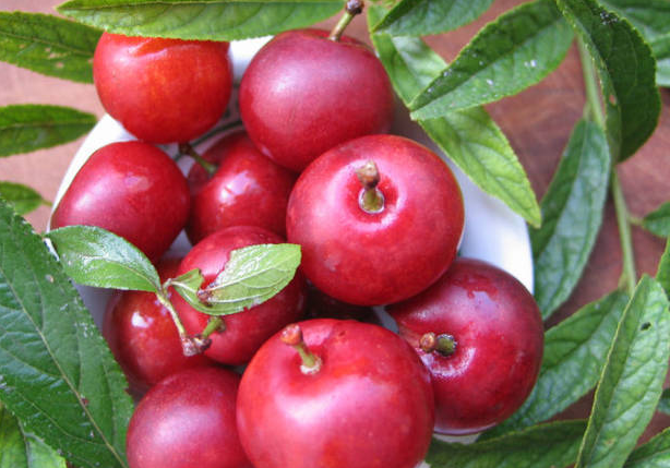 小王vlog|这种野果一听名字还以为是外国水果，没想到它曾经是康熙爷的最爱