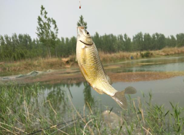 池塘|池塘一面有芦苇，一面水鱼宽阔，垂钓选哪里？