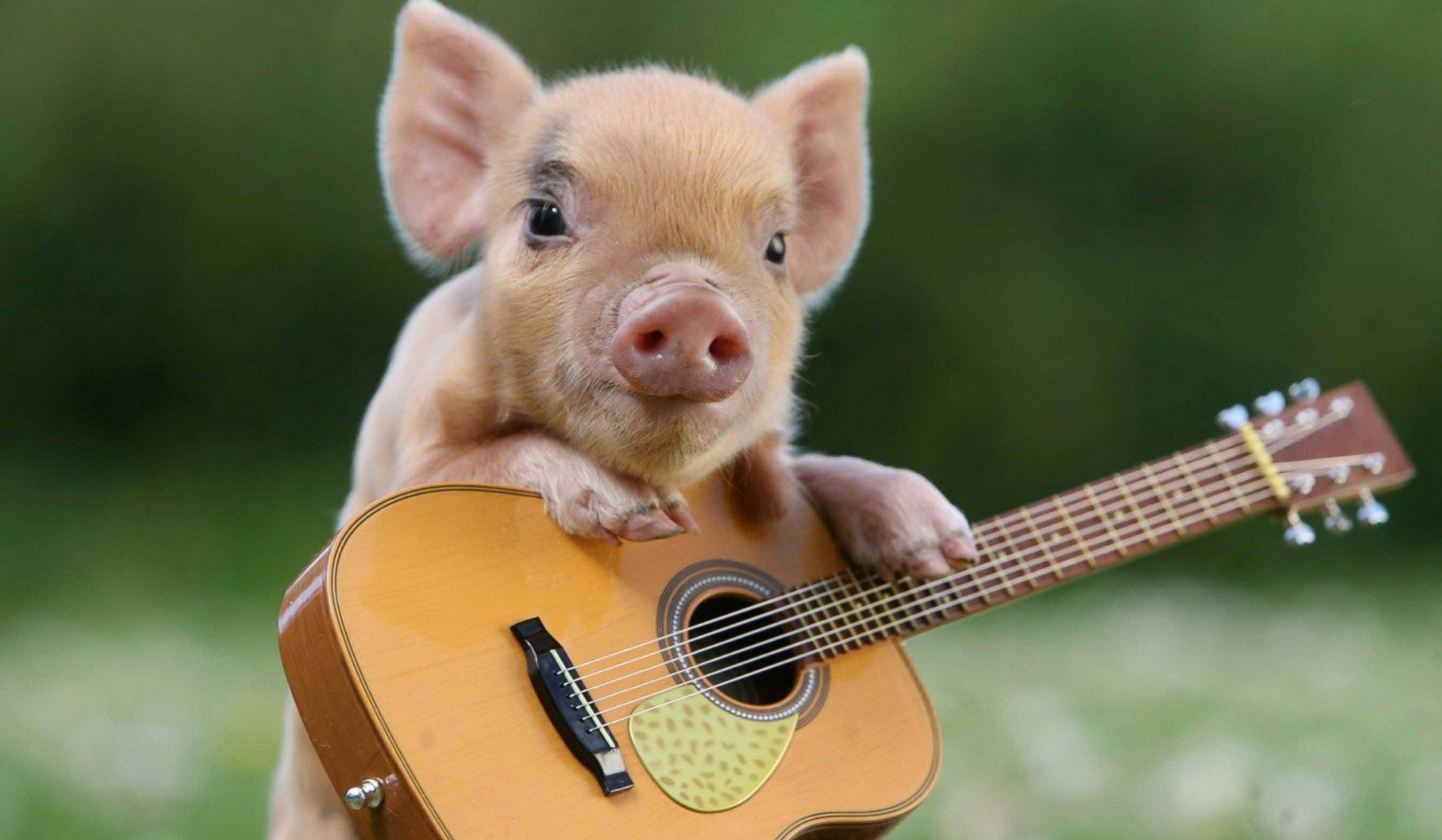 康庄大道|生肖猪牛年逢大运，遇贵人指点迷津，在职场中走出康庄大道