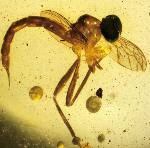  缅甸琥珀之虫珀收藏（三）双翅目之拟寄生性虻类