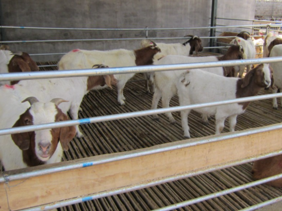 小然说奇闻|羊舍太潮湿怎么办?注意这些措施,及时去解决相关的问题