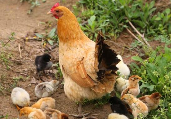 运动|甲状腺结节经常喝鸡汤，被医生叫停，结节患者应少吃3种食物