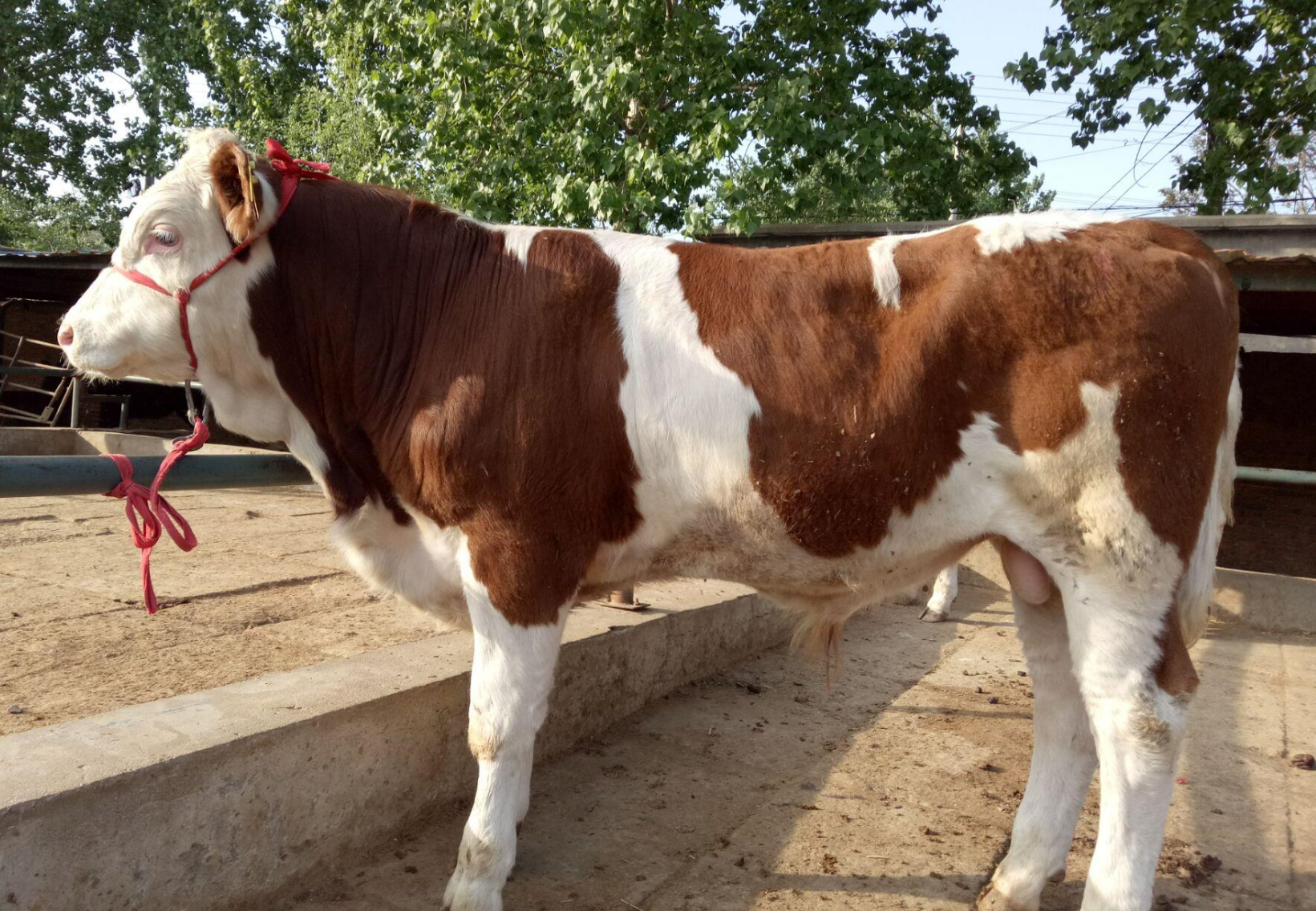 穿衣搭配|11月属牛人财运大开，事业发展红红火火，不再是职场透明人