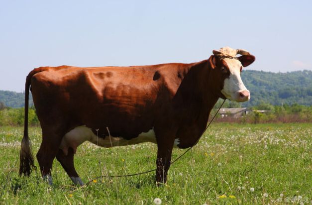 微笑都是一天|生肖牛:七月财运逐渐好转,但需注意以下几点