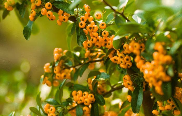 梦玉游戏|内科医生提醒：胃不好的人，3种水果要少吃，多吃2物，养胃更护胃