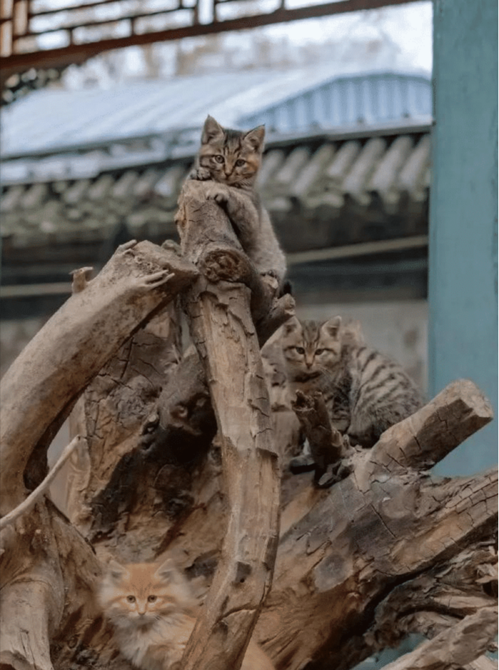 动物庄园|神回复:按照你的收入,你在古代属于什么级别?