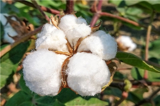 鑫通街拍|新疆棉花要怎么种植呢！