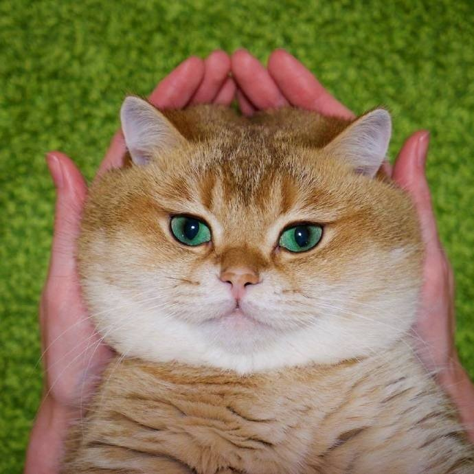 美容 猫咪过于肥胖会有哪些危害？如何帮助猫咪减肥？