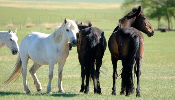 杨坤说生肖命理|婆媳矛盾多的生肖人