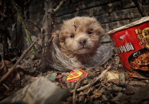 天下通 流浪狗坚强生下6个小狗崽，母爱无限大