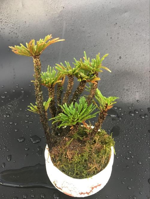 ?这“草”你可别小瞧它,它才不是什么野草,而是大名鼎鼎的“九死还魂草”