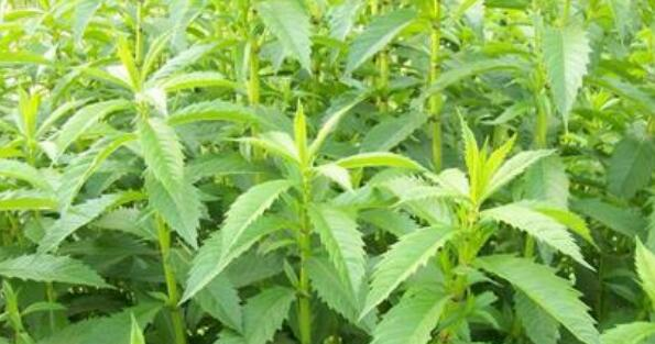 野菜 路边不起眼的野菜,营养价值很高,常吃能减肥瘦身、健脑益智