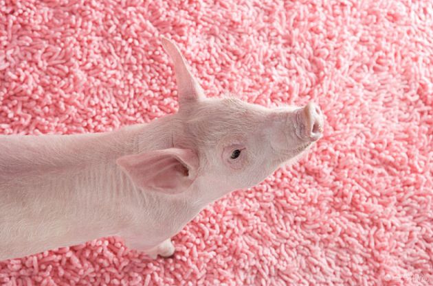 微笑都是一天|属猪人:七月的契机是你努力所得到的,注意以下几点