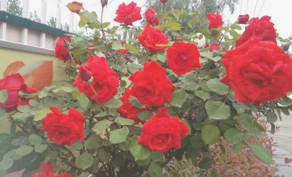 生肖|“不适合减肥”的三大生肖女,胖等于有福,瘦下来反而影响财运